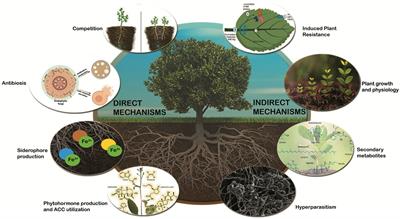 Harnessing fungal endophytes for natural management: a biocontrol perspective